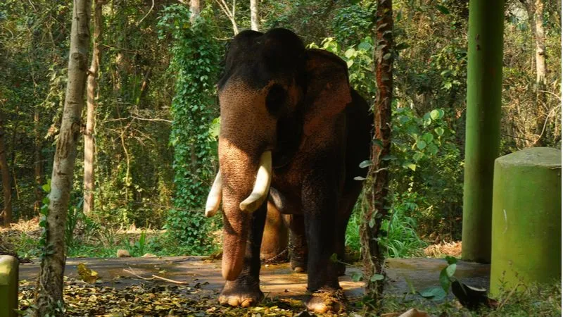 Kodanad Elephant Training Centre