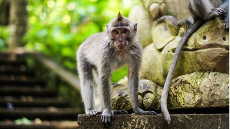 Meet The Smartest Animal At Ubud Monkey Forest