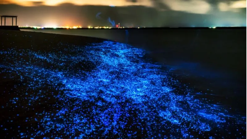 Witness the Beauty of Glowing Beach