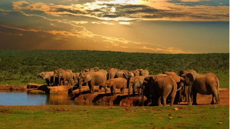 Addo National Park, Home Of The Big 7