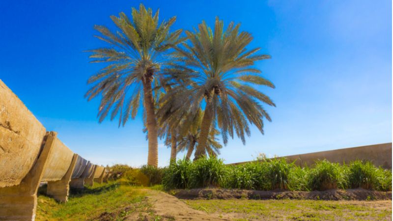 Find Your Adventure in Al- Ahsa Oasis