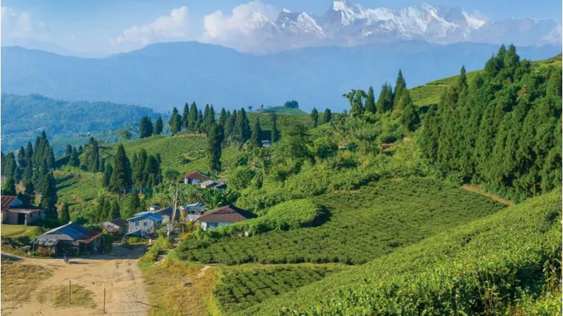 Get Mesmerized By The Beauty Of Tea Gardens At Ilam  