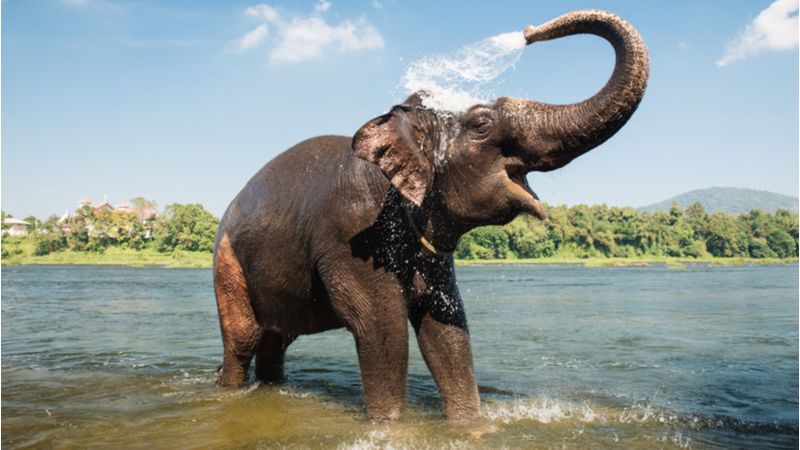 Have Fun With Elephants At Elephant Center