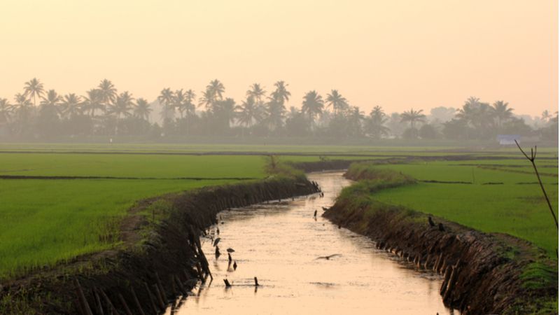 Kuttanad- Known as the rice bowl of India 