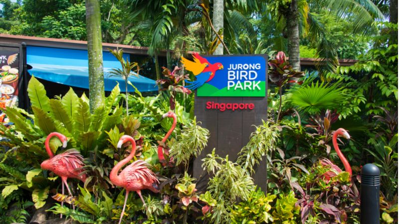 Meet Different Species of Birds At Jurong Bird Park