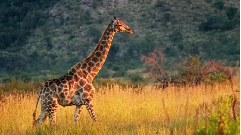 Pilanesberg National Park, The Fourth Largest National Park In The Country