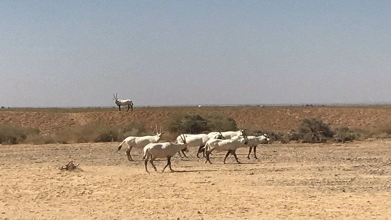 Shawmari Wildlife Reserve