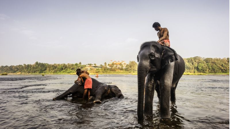 Strange And Unusual - Bathe The Elephants