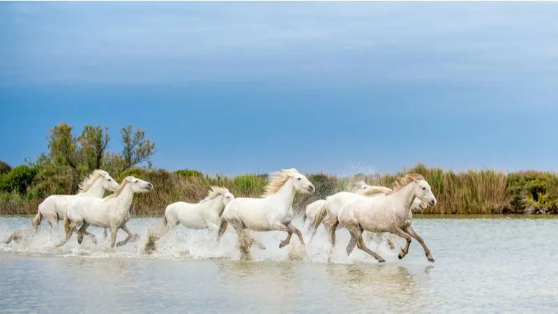 Whisper To Horses At Camargue Nature Reserve 