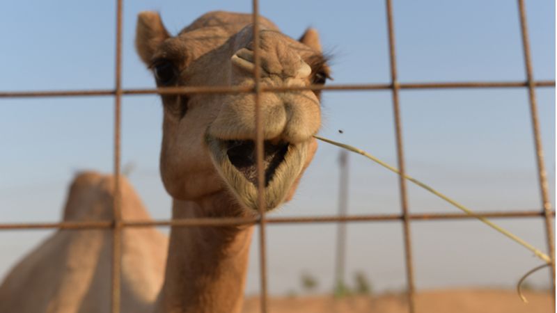 Show Your Love For Animals By Feeding The Cute Baby Camels 