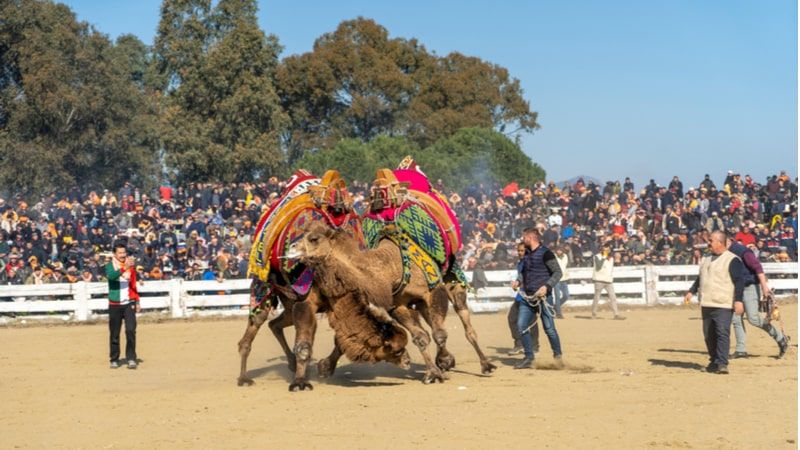 Camel Wrestling Festival 
