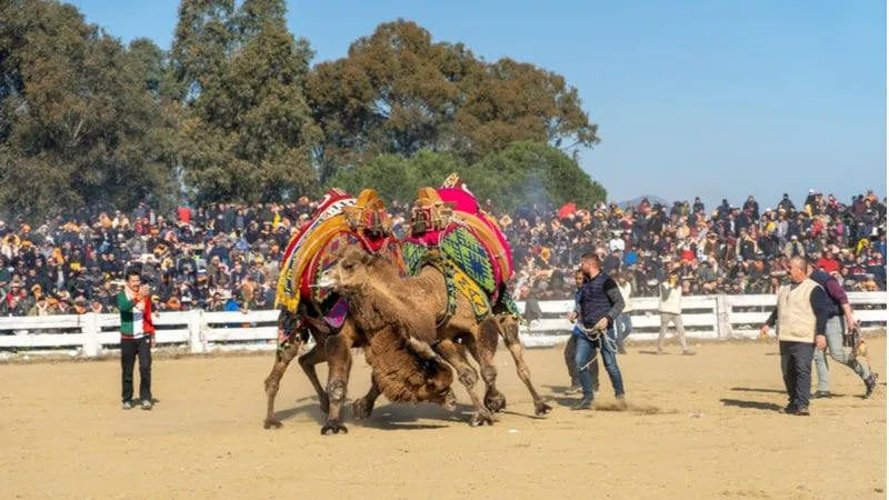 Camel Wrestling Festival 