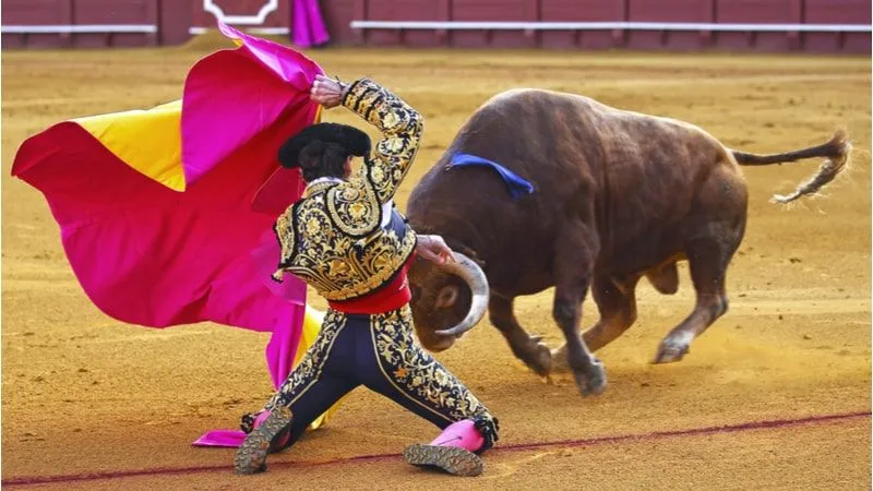 Catch A Sight Of Bullfighting