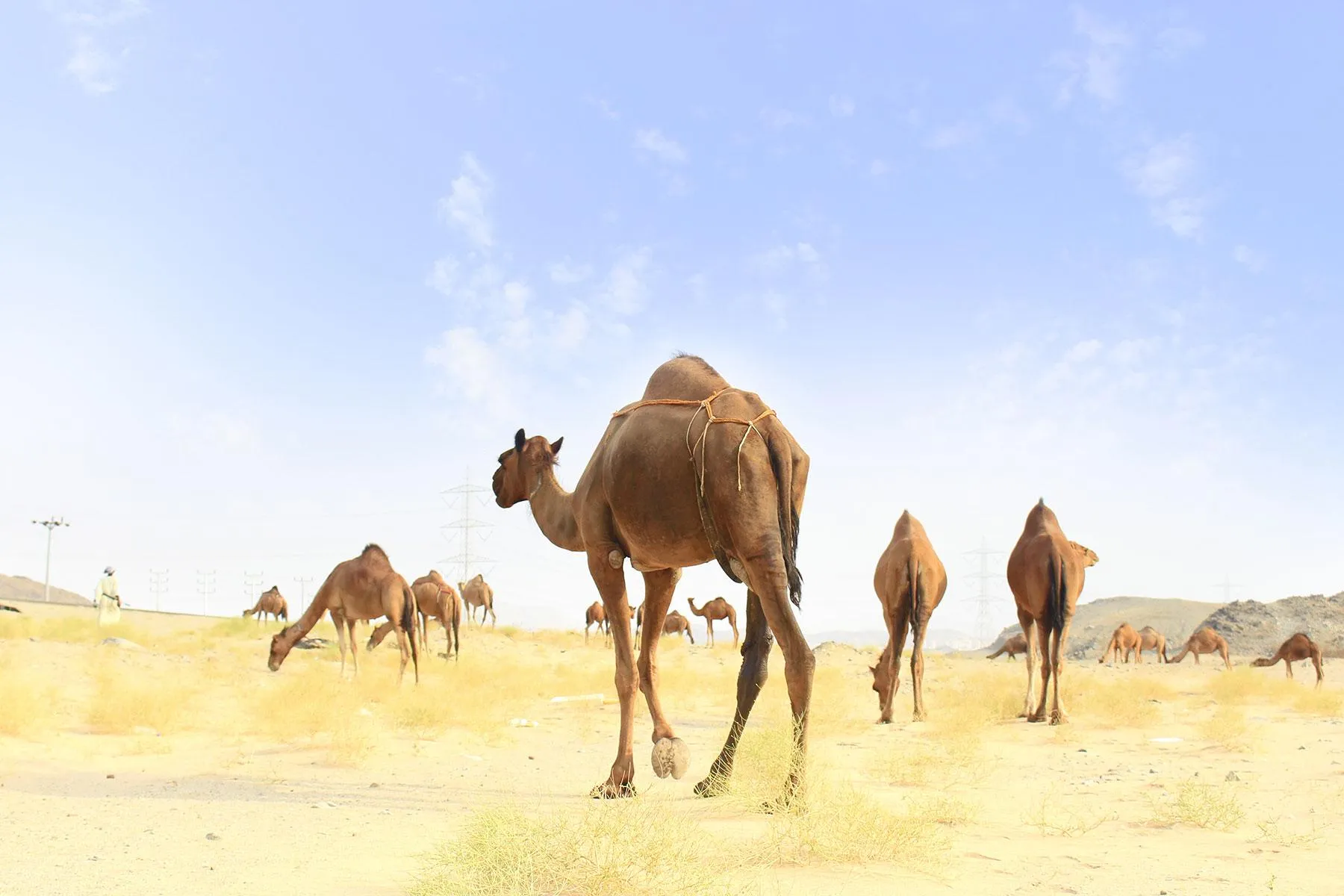 Traditional Camel Farm
