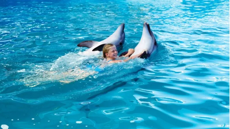 Swim With The Dolphins At The Bay Of Islands 