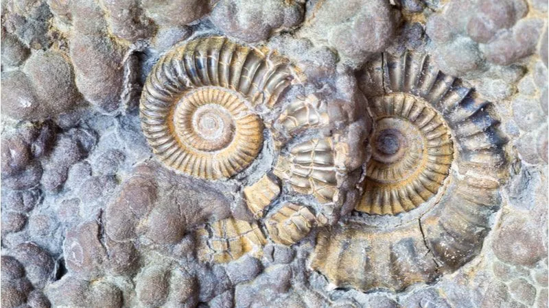 Hunt for Fossils at the Jurassic Coast