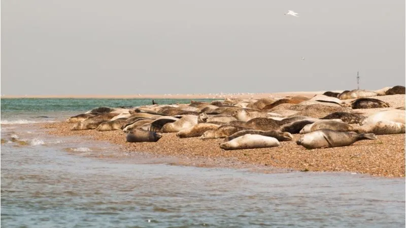 Witness Seals at Blakeney Point at Norfolk