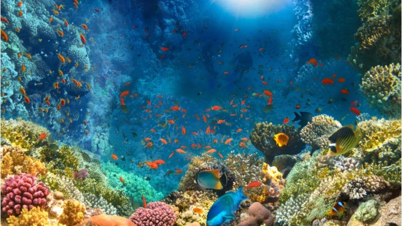 Coral reefs that are famous across the world