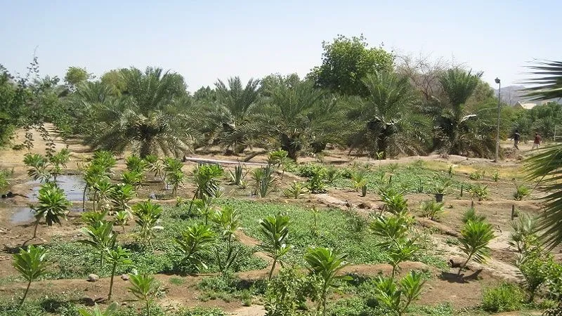 Uthman ibn Affan’s Farm and Well