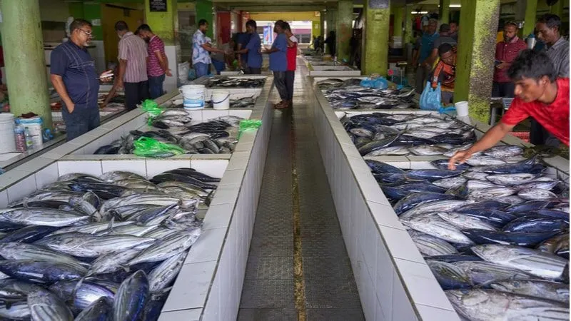 Discover the Malé Fish Market