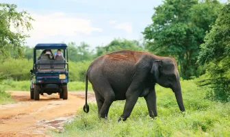 Sri Lanka 6 Nights 7 Days Honeymoon Package With Jeep Safari