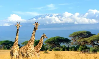 Awesome Kenya 6 nights 7 days New Year Tour Package