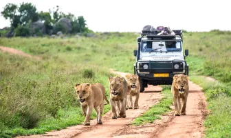Best of Kenya New Year Tour Package for 5 Days 4 Nights