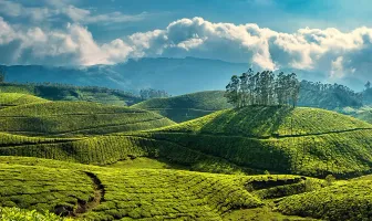 Munnar 7 Nights 8 Days Tour Package with Kochi