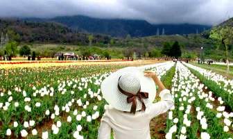 Kashmir 6 Nights 7 Days Tour Package With Tulip Festival