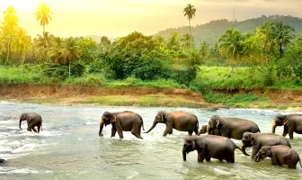 Magnificent Sri Lanka 4 Days 3 Nights Couple Tour Package
