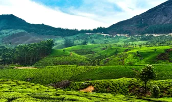 Marvelous Munnar 5 Nights 6 Days Family Tour Package with Kovalam