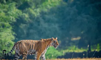 Ranthambore and Pushkar 3 Nights 4 Days Tour Package