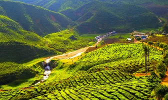 5 nights 6 days tour package for Cameron Highlands and Kuala Lumpur