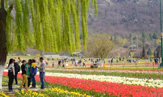 Kashmir 5 Nights 6 Days Tour Package with Tulip Festival