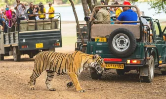 Ranthambore Wildlife Tour Package For 3 Nights 4 Days