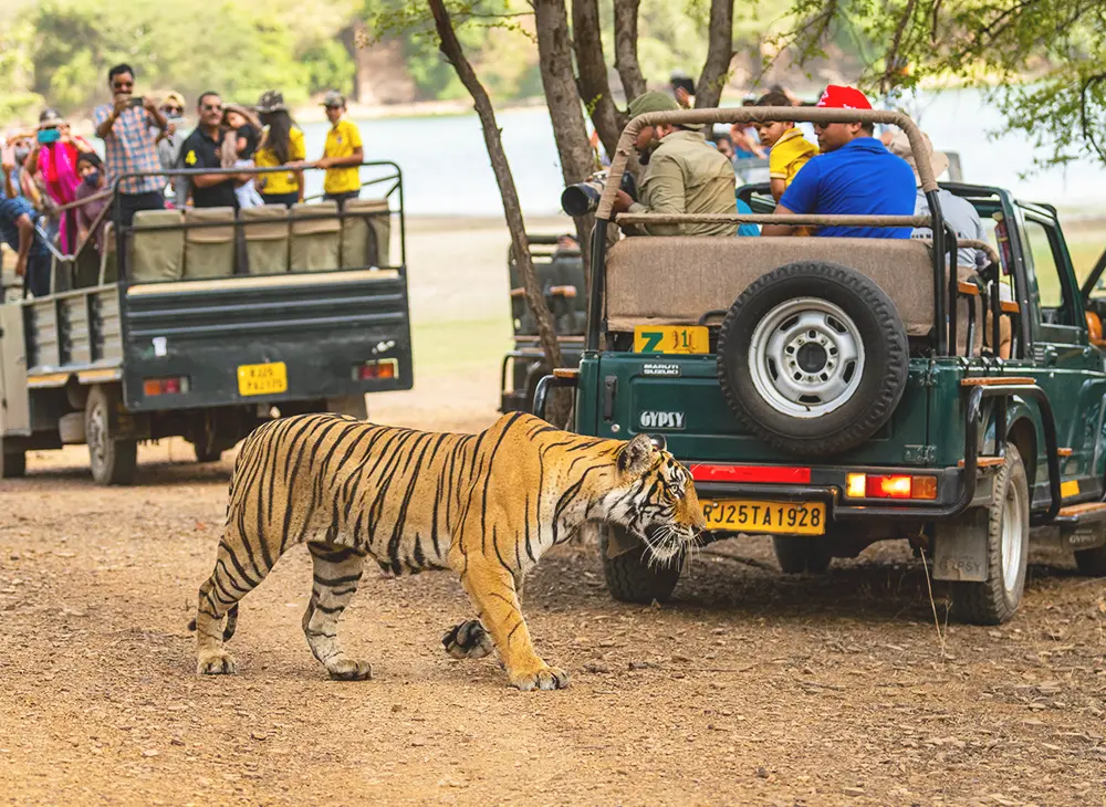 Wildlife Tours Guide Itinerary