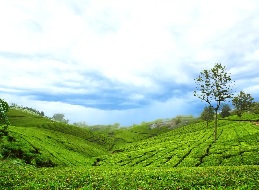 Ooty Coonoor Honeymoon Package for 5 Days 4 Nights