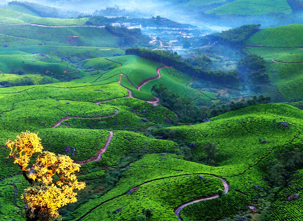 4 Nights 5 Days Munnar Thekkady Tour Package Covers Munnar, Thekkady ...