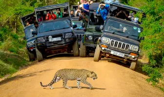 4 Nights 5 Days Yala Wildlife Tour Package With Colombo