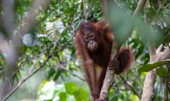 Sandakan Orangutan 3 Nights 4 Days Malaysia Wildlife Tour Package